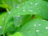 Rainy Day Bracelet-Handmade Jewelry, Bracelet-KicKassiesKreations-~KicKassie's Kreations~ Nature Inspired Jewelry Designs and Leather