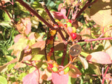Autumn Awesomeness Bracelet-Handmade Jewelry, Bracelet-KicKassiesKreations-~KicKassie's Kreations~ Nature Inspired Jewelry Designs and Leather