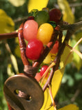 Autumn Awesomeness Bracelet-Handmade Jewelry, Bracelet-KicKassiesKreations-~KicKassie's Kreations~ Nature Inspired Jewelry Designs and Leather